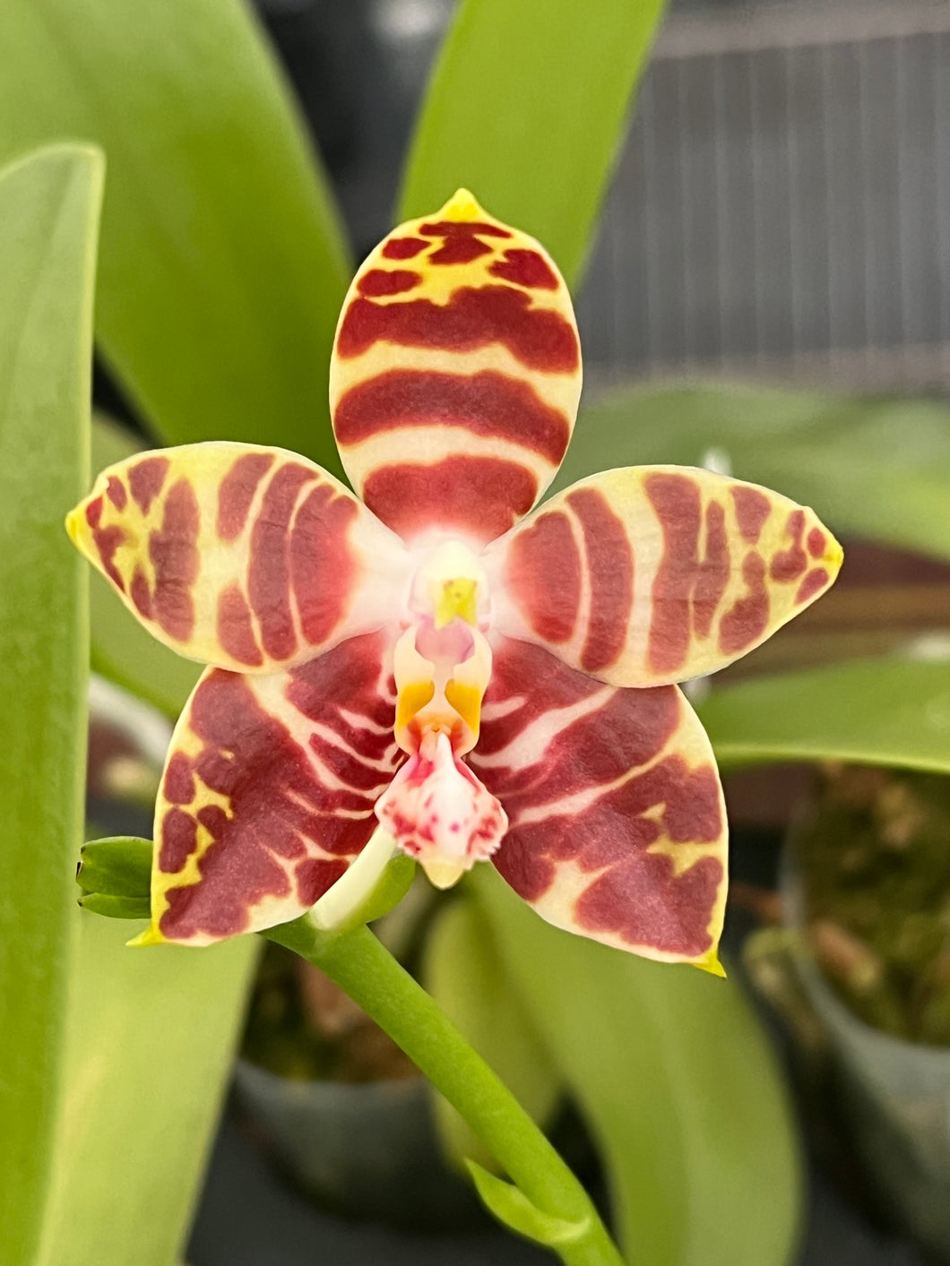 Phalaenopsis amboinense ‘Nicole ‘ , clone