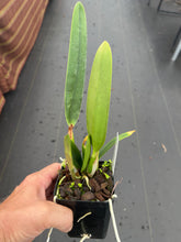 Load image into Gallery viewer, Laelia Zip ( L.milleri ‘Big Red’ x C . tenebrosa )
