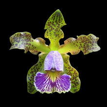 Load image into Gallery viewer, C . schilleriana f . coerulea

