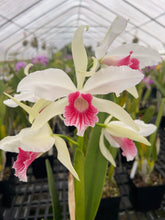 Load image into Gallery viewer, Orchid flask : C. purpurata carnea ‘Cherry pick ‘ x sib ‘Magnífico’
