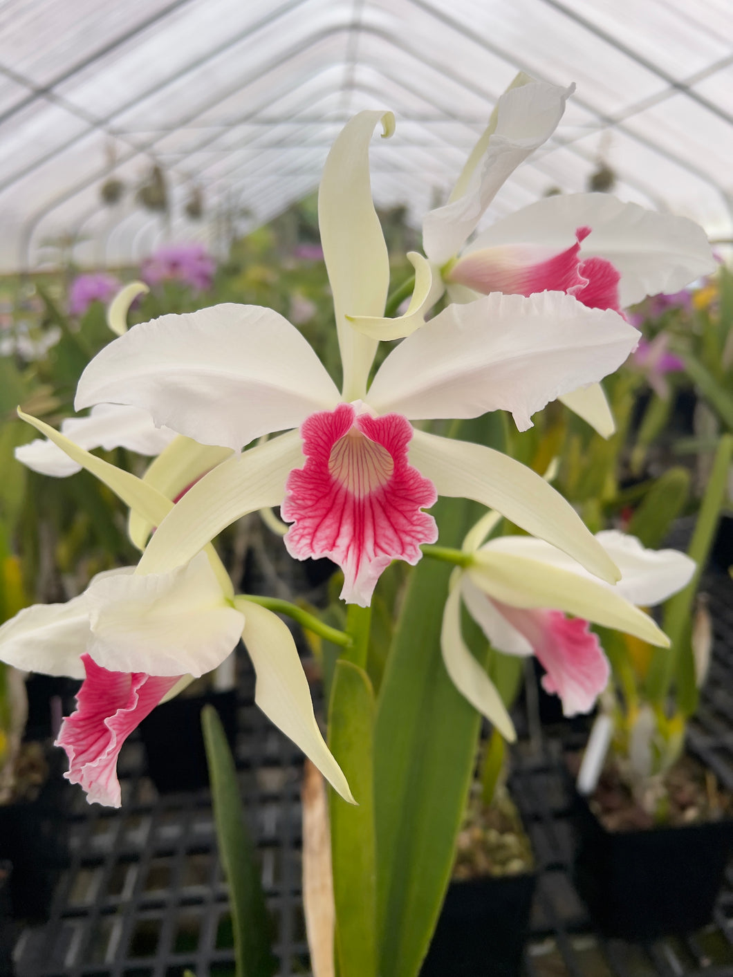 Orchid flask : C. purpurata carnea ‘Cherry pick ‘ x sib ‘Magnífico’