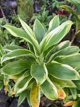 Load image into Gallery viewer, Cordyline terminalis ‘Mini snowcapped Mauna Kea’
