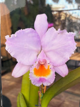 Load image into Gallery viewer, Special drop : Cattleya (C.) trianae concolor ‘Tupete ‘ , outrageous cultivar ! Select !
