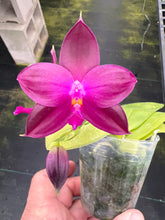 Load image into Gallery viewer, Phalaenopsis ( Coral Isle x Jennifer Palermo ) x ( Yaphon good boy x LD bear king )x violacea indigo), super shiny texture , outrageous color
