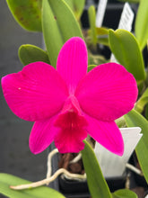 Load image into Gallery viewer, Rlc . Arnie’s Life ‘Humungous’ x Slc . Virginia Dickey ‘Diamond orchids ‘
