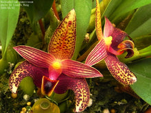 Load image into Gallery viewer, Bulbophyllum sumatranum ‘Pete’s Pick ‘ HCc , original divisions
