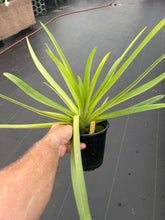 Load image into Gallery viewer, Paphiopedilum Johanna Burkhardt ‘Shoguns Pride ‘ AM x rothschildianum ‘Charles ‘ x ‘Borneo ‘
