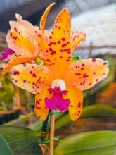 Load image into Gallery viewer, Special drop : Cattleya (C.) amethystoglossa aurea ‘Santa Missa’ , deepest saturation aurea!
