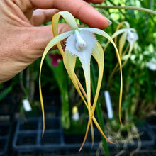 Load image into Gallery viewer, Brassavola cucullata ( appendiculata )in spike
