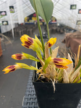 Load image into Gallery viewer, Maxillaria perryae in bloom
