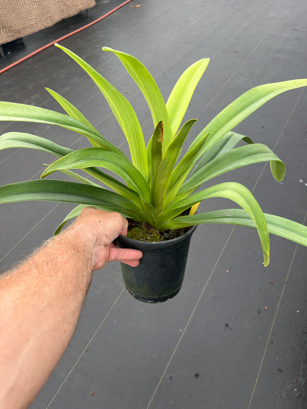 Paphiopedilum Lady Rothschild  1 gallon size
