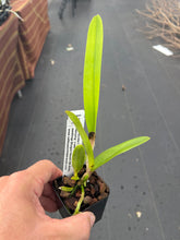 Load image into Gallery viewer, C . purpurata f . russeliana x self

