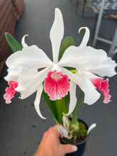 Load image into Gallery viewer, Cattleya purpurata var . carnea ‘Red Magic ‘ select
