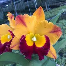 Rlc . Madonna Queen ‘Frozen ‘, plug trays 72