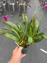 Load image into Gallery viewer, Masdevallia Georgian Franczyk ‘Purple Gem ‘AM , original division

