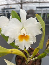 Load image into Gallery viewer, Cattleya (C.) Biw Bells ‘Alii’ AM /AOS , originally. Division virus free
