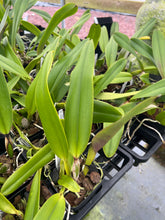 Load image into Gallery viewer, C. Luminosa , 4” pot size blooming size
