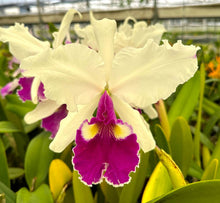 Load image into Gallery viewer, C . Hardyana s/a x warscewiczii s/a ‘Kathleen ‘, 2.25” pots blooming
