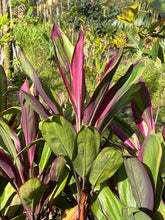Load image into Gallery viewer, Cordyline terminalis ‘Darlene’s large purple’
