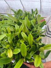 Load image into Gallery viewer, Rlc . Nakornchaisri delight ‘#5’ , plug trays 72
