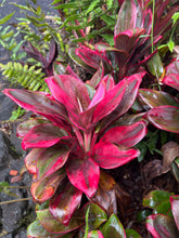 Load image into Gallery viewer, Cordyline Lani Ti
