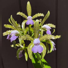 Load image into Gallery viewer, C . tigrina f . coerulea x outcross
