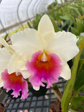 Load image into Gallery viewer, Rlc . Siam Pacific delight ‘Shogun ‘s Miracle ‘ AM , original division in single sheath w/ buds
