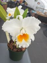 Load image into Gallery viewer, Cattleya (C.) Biw Bells ‘Alii’ AM /AOS , originally. Division virus free
