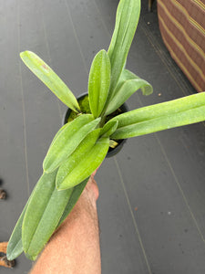 Paphiopedilum anitum x sanderianum ( Yang - Ji Hawk )