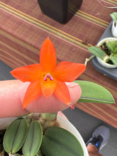 Load image into Gallery viewer, C. cernua x self (
