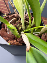 Load image into Gallery viewer, Cattleya (C.) eldorado s/a flamea ‘Fairy ‘ in spike full plant
