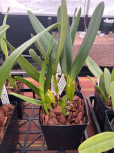 Load image into Gallery viewer, Cattleya purpurata sanguinea venosa escura x sanguinea ‘Henrique’
