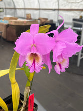 Load image into Gallery viewer, C. Labiata purpúrea striata ‘Finesse’, original division in spike

