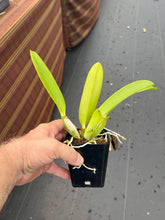 Load image into Gallery viewer, C. warscewiczii alba ( ‘Christofferson ‘ x ‘New Horizon ‘) x sib . , 4” pot size 12 month from flowering
