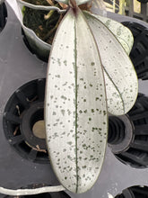 Load image into Gallery viewer, Phalaenopsis schilleriana ‘ silver ‘ seedling super rare
