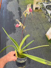 Load image into Gallery viewer, A7- Paph . Lady Isobel SH1782
