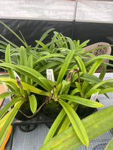 Load image into Gallery viewer, Paphiopedilum hirsutissimum ' Taiwan x sib, 'Jem'
