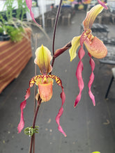 Load image into Gallery viewer, Paphiopedilum Berenice in spike
