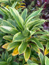 Load image into Gallery viewer, Cordyline terminalis ‘Mini snowcapped Mauna Kea’
