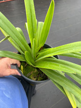 Load image into Gallery viewer, Paphiopedilum stonei x stonei
