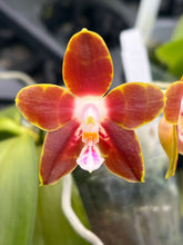 Load image into Gallery viewer, Phalaenopsis venisa ‘Red’ mericlone
