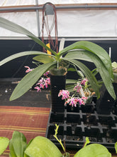 Load image into Gallery viewer, Phalaenopsis mariae x sib ., in spike awesome
