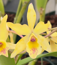 Load image into Gallery viewer, cattlianthe Bosque Dawn‘Sunset Perry ‘ in bud Sep6_15:07:32
