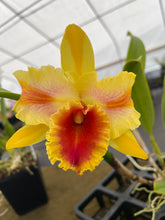 Load image into Gallery viewer, 180- Rlc . Amazing Thailand ‘Gold Star’ in flower
