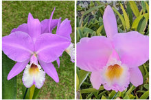 Load image into Gallery viewer, Cattleya labiata concolor x sib . !!!
