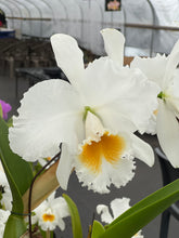 Load image into Gallery viewer, Cattleya (C.) Taida Eagle Eye ‘ White Angel ‘ FCC, originally. Division virus virus free in bud
