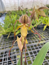 Load image into Gallery viewer, MSH193 Paphiopedilum Isabel Booth ( philippinense x Lady Isabel)
