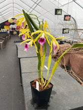 Load image into Gallery viewer, A3- Cattleya tenebrosa fma.aurea ‘Walton Grange ‘ FCC x self
