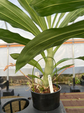 Load image into Gallery viewer, Ctsm . Black Jade x expansum , double spike

