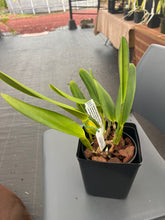 Load image into Gallery viewer, Cattleya purpurata sanguinea venosa escura x sanguinea ‘Henrique’
